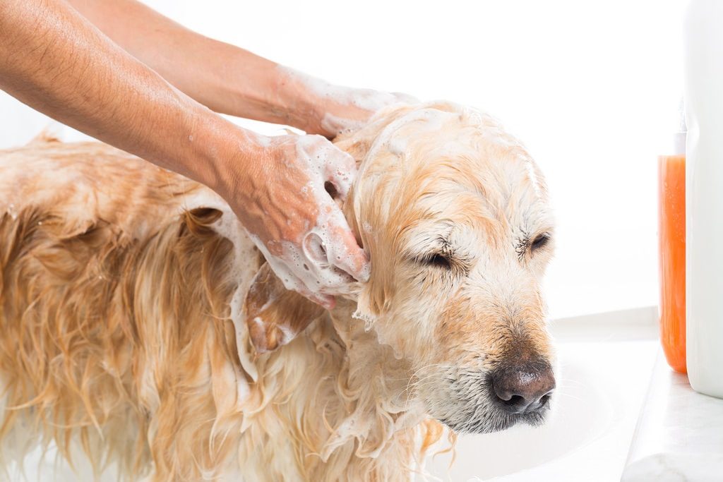 How to Clean Pet Hairs Without Tears 2022