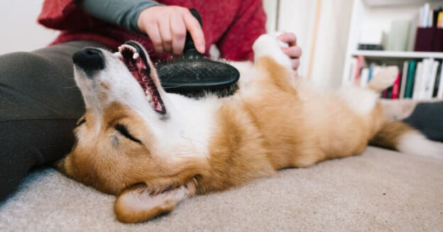 Best Dog Brush For Golden Retriever