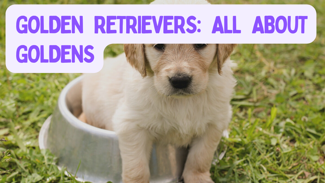 Golden Retrievers: All About Goldens (What You Didn’t Know)