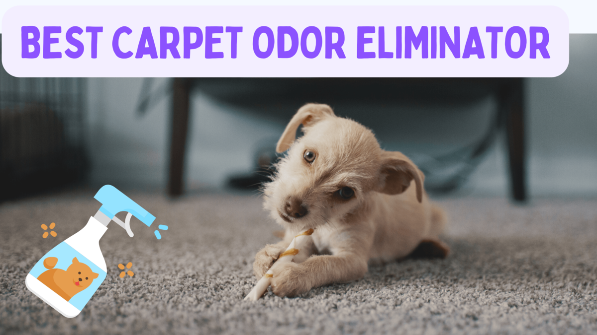 Best Carpet Odor Eliminator (For All Carpets)