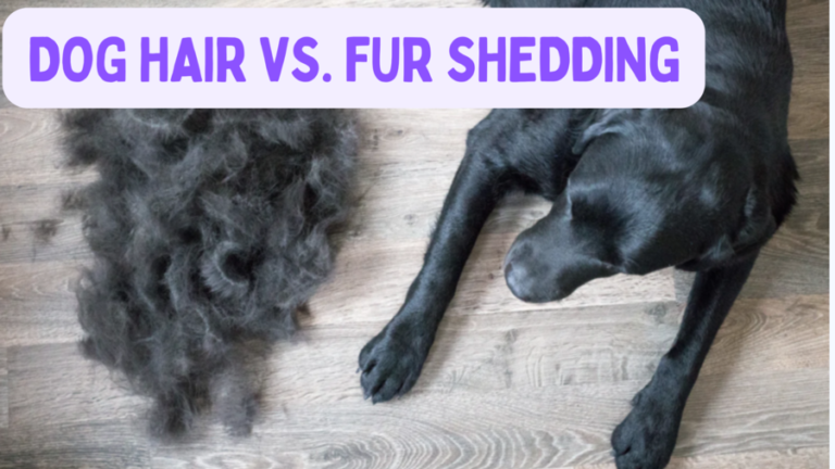 Read more about the article Dog Hair vs. Fur Shedding