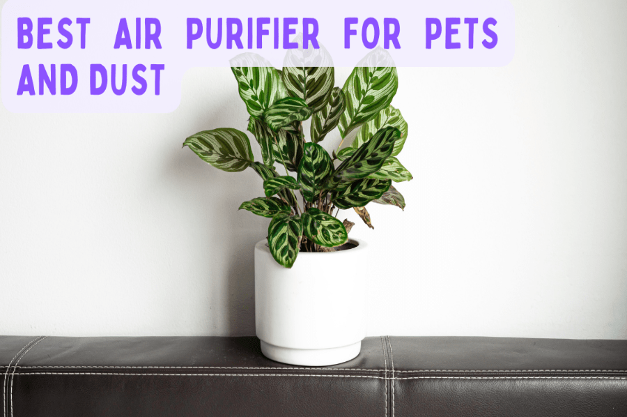 Best Air Purifier For Pets And Dust