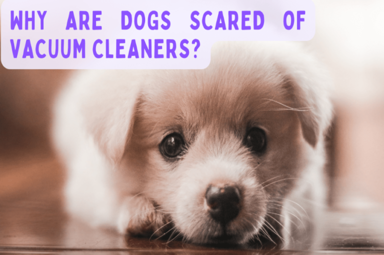 Read more about the article Why Are Dogs Scared Of Vacuum Cleaners? (HELP ME)