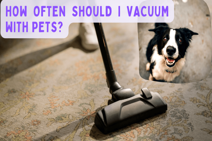 a close up of a vacuum next to a dog