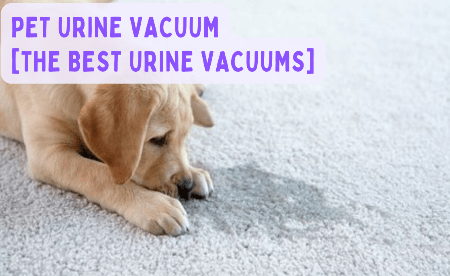 Pet Urine Vacuum [The Best Urine Vacuums]