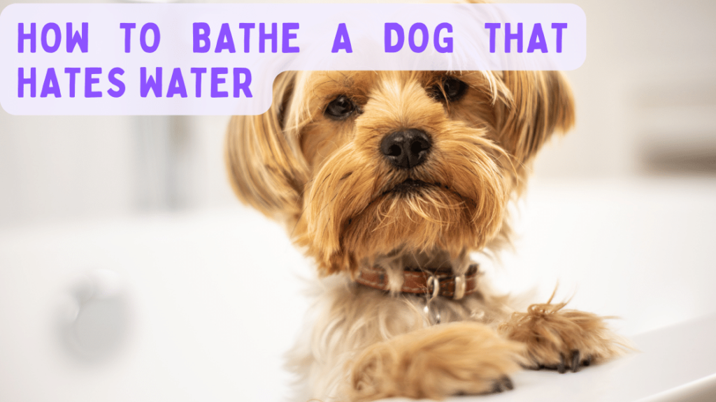 How To Bathe A Dog That Hates Water