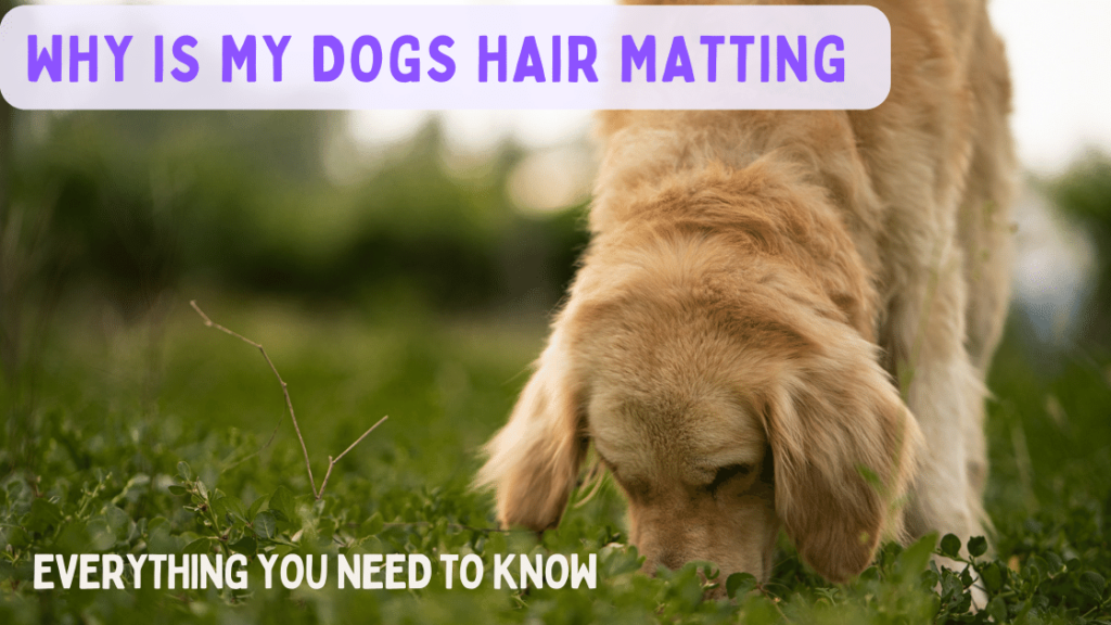 Why Is My Dogs Hair Matting [EVERYTHING YOU NEED TO KNOW]
