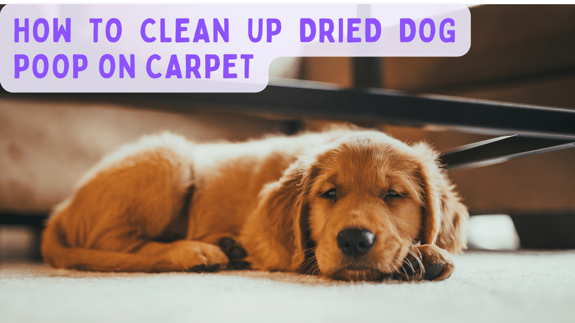 How to Clean Up Dried Dog Poop On Carpet